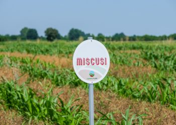Miscusi stima di raggiungere 20 milioni € di fatturato nel 2025