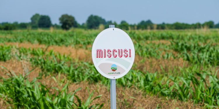 Miscusi stima di raggiungere 20 milioni € di fatturato nel 2025