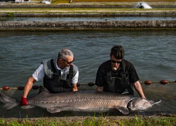 Cru Caviar, il turnover cresce a 7,5 mln €. Nuovi Paesi nel mirino