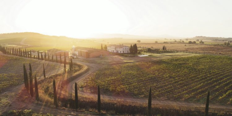 Meregalli e Verdore creano polo di vino e olio da 3 mln €