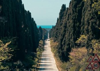 Nasce un progetto di tutela per il Viale dei Cipressi di Bolgheri