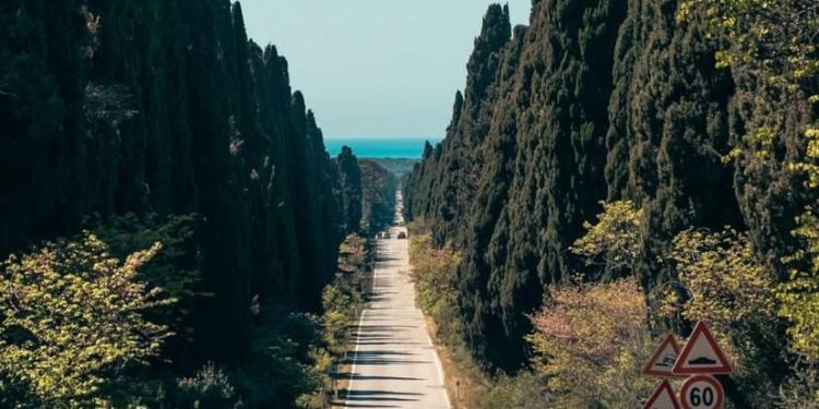 Nasce un progetto di tutela per il Viale dei Cipressi di Bolgheri