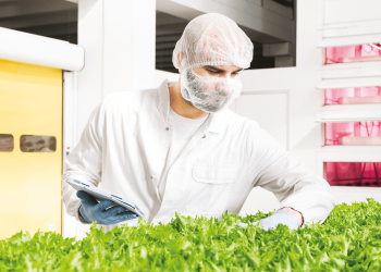 Decolla il vertical farming in Italia: si prende il 60% degli investimenti agri-tech