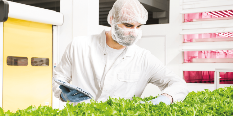 Decolla il vertical farming in Italia: si prende il 60% degli investimenti agri-tech