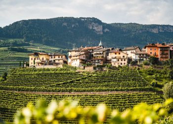 Trentodoc in lieve calo nel 2024. Giro d’affari a 180 mln €