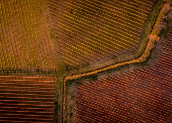Ph. Consorzio Montefalco