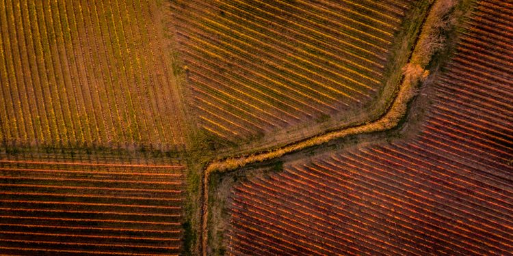 Ph. Consorzio Montefalco