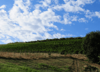 Tenuta Ulisse rileva la cantina abruzzese Cirelli