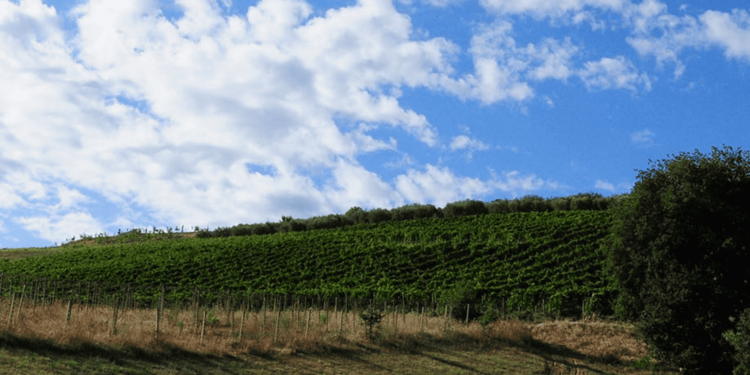 Tenuta Ulisse rileva la cantina abruzzese Cirelli