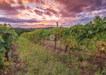 Gallura, il vermentino di terroir