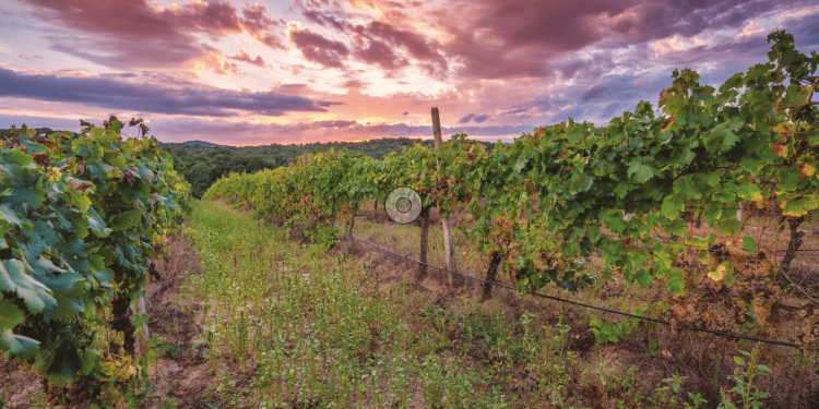 Gallura, il vermentino di terroir