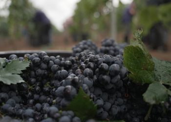 Produttori di Manduria chiude il 2024 con 17 mln € di fatturato (+6%)