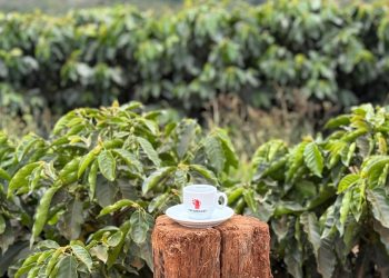 Hausbrandt, il futuro del caffè tra sfide globali e passaggio di testimone
