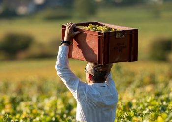 Borgogna, arriva il freno dopo il boom