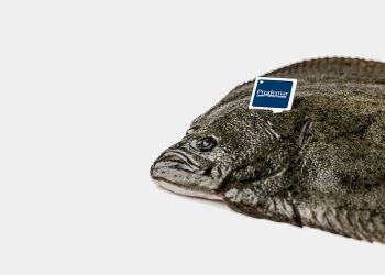 Stolt Sea Farm punta sulla formazione: a Salò una giornata dedicata a rombo e sogliola