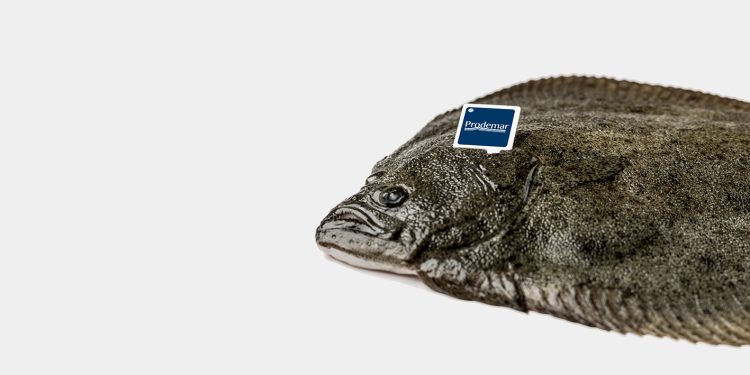 Stolt Sea Farm punta sulla formazione: a Salò una giornata dedicata a rombo e sogliola