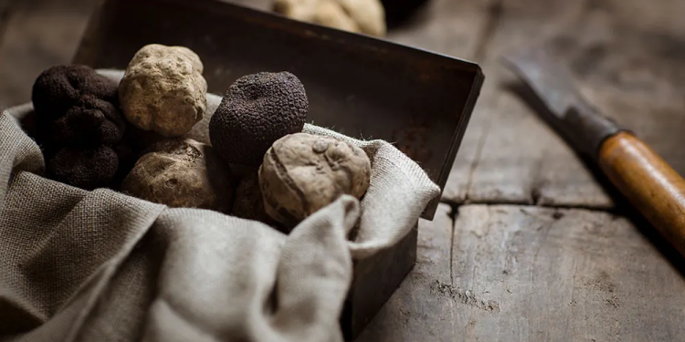 Appennino Food oltre i 20 mln € nel 2025. Apre nuova filiale in Usa