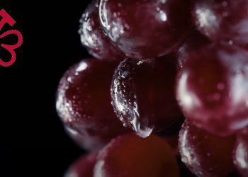 La Michelin introduce i “grappoli”. Nuova classificazione per il vino