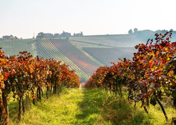 Cantina Settecani chiude il 2024-25 con 6,7 mln € di ricavi (+9%)