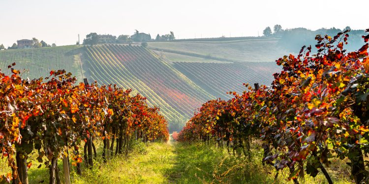Cantina Settecani chiude il 2024-25 con 6,7 mln € di ricavi (+9%)